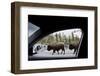 American Bison Seen from Car in Yellowstone National Park-Paul Souders-Framed Photographic Print