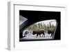 American Bison Seen from Car in Yellowstone National Park-Paul Souders-Framed Photographic Print