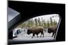 American Bison Seen from Car in Yellowstone National Park-Paul Souders-Mounted Photographic Print