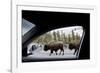 American Bison Seen from Car in Yellowstone National Park-Paul Souders-Framed Photographic Print