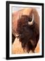 American Bison, Teton National Park, Wyoming II-Larry Ditto-Framed Art Print