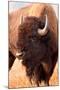 American Bison, Teton National Park, Wyoming II-Larry Ditto-Mounted Art Print