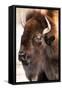 American Bison VI-abzerit-Framed Stretched Canvas