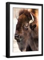 American Bison VI-abzerit-Framed Photographic Print
