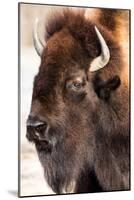 American Bison VI-abzerit-Mounted Photographic Print