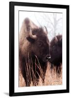 American Bison VI-Debra Van Swearingen-Framed Photographic Print