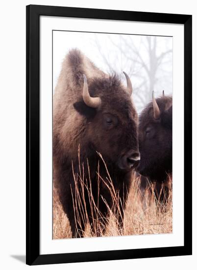 American Bison VI-Debra Van Swearingen-Framed Photographic Print