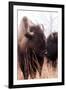 American Bison VI-Debra Van Swearingen-Framed Photographic Print