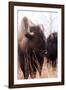 American Bison VI-Debra Van Swearingen-Framed Photographic Print