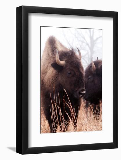 American Bison VI-Debra Van Swearingen-Framed Photographic Print