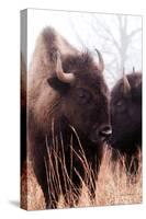 American Bison VI-Debra Van Swearingen-Stretched Canvas