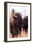 American Bison VI-Debra Van Swearingen-Framed Premium Photographic Print