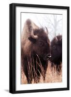 American Bison VI-Debra Van Swearingen-Framed Premium Photographic Print