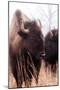 American Bison VI-Debra Van Swearingen-Mounted Premium Photographic Print