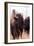 American Bison VI-Debra Van Swearingen-Framed Photographic Print