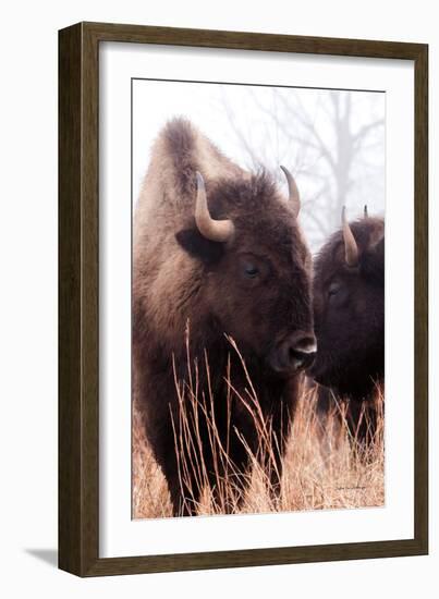 American Bison VI-Debra Van Swearingen-Framed Photographic Print