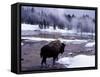 American Bison Walking along Edge of Wintry Thermal Pool, Yellowstone National Park, Wyoming, USA-Howie Garber-Framed Stretched Canvas