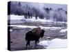 American Bison Walking along Edge of Wintry Thermal Pool, Yellowstone National Park, Wyoming, USA-Howie Garber-Stretched Canvas
