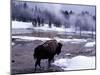 American Bison Walking along Edge of Wintry Thermal Pool, Yellowstone National Park, Wyoming, USA-Howie Garber-Mounted Photographic Print