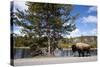 American Bison Walking Along Road in Yellowstone National Park-Paul Souders-Stretched Canvas