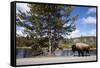 American Bison Walking Along Road in Yellowstone National Park-Paul Souders-Framed Stretched Canvas