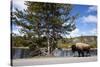 American Bison Walking Along Road in Yellowstone National Park-Paul Souders-Stretched Canvas