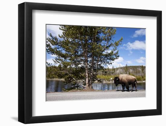 American Bison Walking Along Road in Yellowstone National Park-Paul Souders-Framed Photographic Print