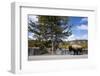 American Bison Walking Along Road in Yellowstone National Park-Paul Souders-Framed Photographic Print