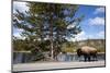 American Bison Walking Along Road in Yellowstone National Park-Paul Souders-Mounted Photographic Print