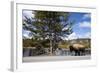 American Bison Walking Along Road in Yellowstone National Park-Paul Souders-Framed Photographic Print