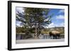 American Bison Walking Along Road in Yellowstone National Park-Paul Souders-Framed Photographic Print