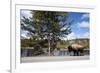 American Bison Walking Along Road in Yellowstone National Park-Paul Souders-Framed Photographic Print