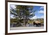 American Bison Walking Along Road in Yellowstone National Park-Paul Souders-Framed Photographic Print