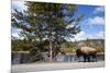 American Bison Walking Along Road in Yellowstone National Park-Paul Souders-Mounted Photographic Print
