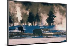 American Bison, Wyoming-Art Wolfe-Mounted Giclee Print