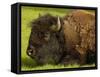 American Bison, Yellowstone National Park, Wyoming, USA-Pete Oxford-Framed Stretched Canvas