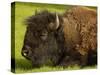 American Bison, Yellowstone National Park, Wyoming, USA-Pete Oxford-Stretched Canvas