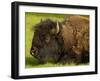 American Bison, Yellowstone National Park, Wyoming, USA-Pete Oxford-Framed Photographic Print