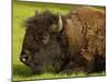 American Bison, Yellowstone National Park, Wyoming, USA-Pete Oxford-Mounted Photographic Print