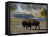 American Bison, Yellowstone National Park, Wyoming, USA-Pete Oxford-Framed Stretched Canvas