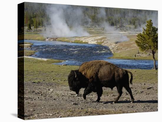 American Bison, Yellowstone National Park, Wyoming, USA-Pete Oxford-Stretched Canvas