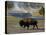 American Bison, Yellowstone National Park, Wyoming, USA-Pete Oxford-Stretched Canvas