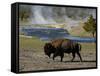 American Bison, Yellowstone National Park, Wyoming, USA-Pete Oxford-Framed Stretched Canvas