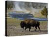 American Bison, Yellowstone National Park, Wyoming, USA-Pete Oxford-Stretched Canvas