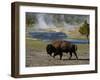 American Bison, Yellowstone National Park, Wyoming, USA-Pete Oxford-Framed Photographic Print