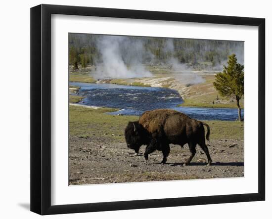 American Bison, Yellowstone National Park, Wyoming, USA-Pete Oxford-Framed Photographic Print