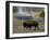 American Bison, Yellowstone National Park, Wyoming, USA-Pete Oxford-Framed Photographic Print