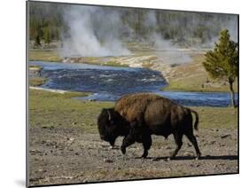 American Bison, Yellowstone National Park, Wyoming, USA-Pete Oxford-Mounted Photographic Print