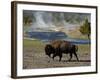 American Bison, Yellowstone National Park, Wyoming, USA-Pete Oxford-Framed Photographic Print