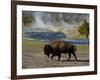 American Bison, Yellowstone National Park, Wyoming, USA-Pete Oxford-Framed Photographic Print